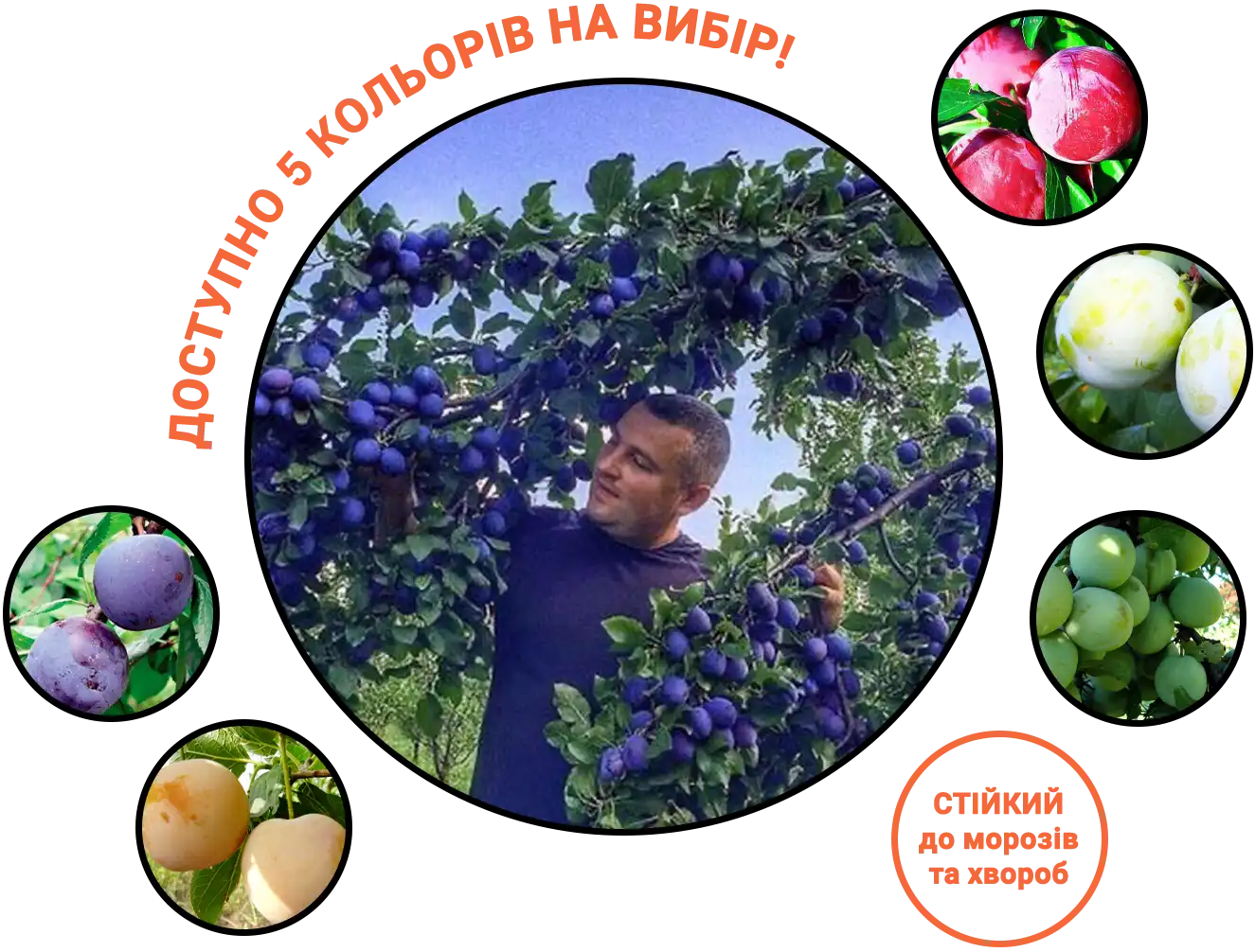 Заголовок